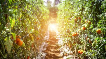 How to grow tomatoes in your backyard