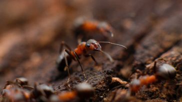 How to Get Rid of Pests in your Home