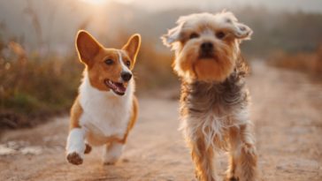 How to Groom your Pets at Home