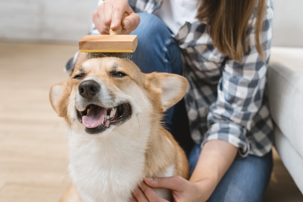 How to Keep Your Pet Happy