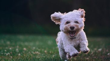 How to Keep Your Pet Happy