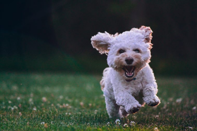 How to Keep Your Pet Happy