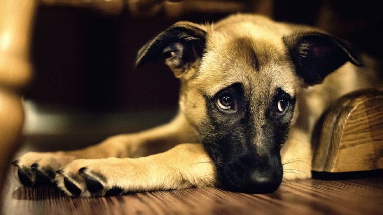 Dog Breeds