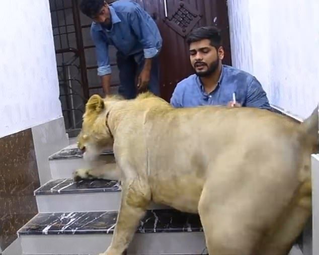 Karachi brother's pet lion Simba