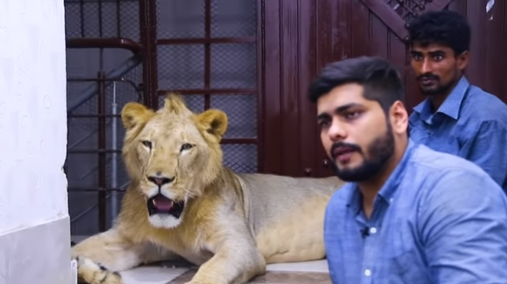 two-brothers-with-lion-as-pet-karachi