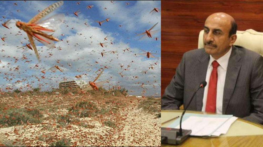 locust attack insects in sindh