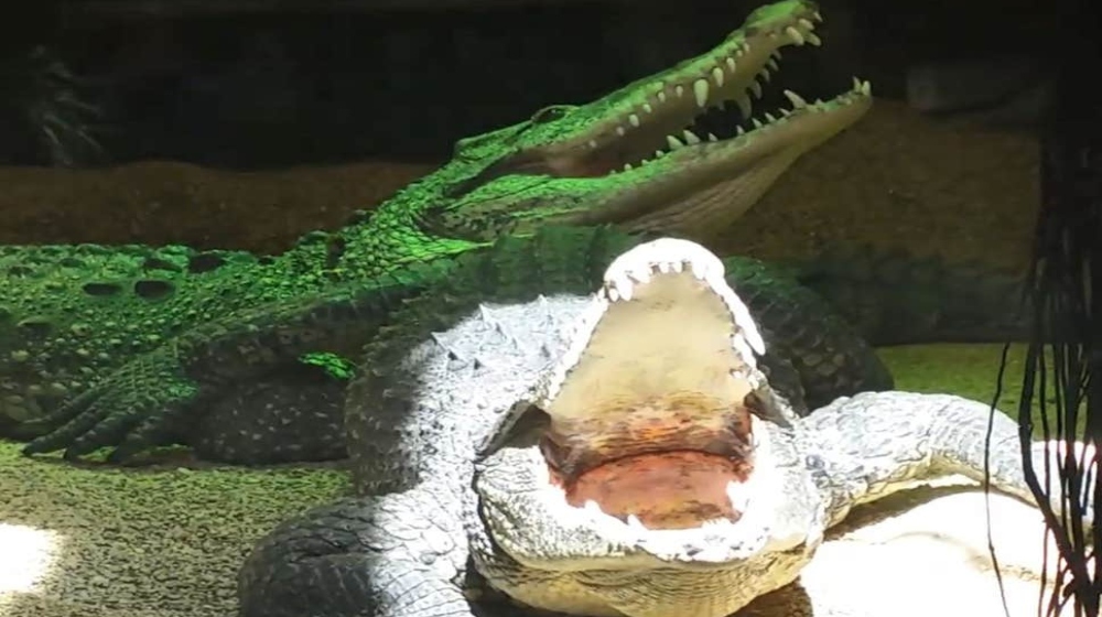 Fidel Castro's crocodile