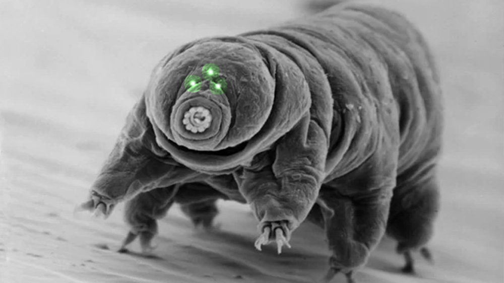 tardigrades-on-the-moon