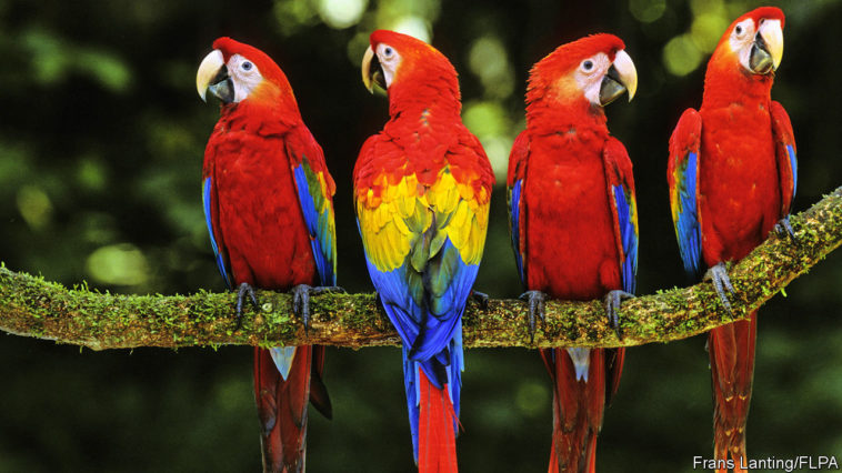 Indian Court Asks Parrots Where They Were Being Smuggled To - Lens