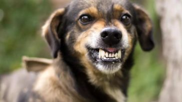 dog-growling