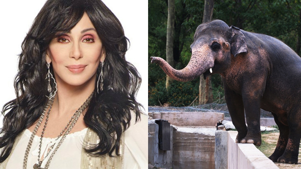 'Cher and the Loneliest Elephant' - cher roots for kaavan the elephant