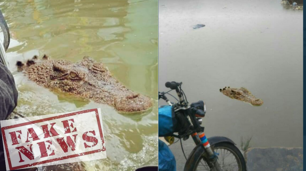 crocodile fake news