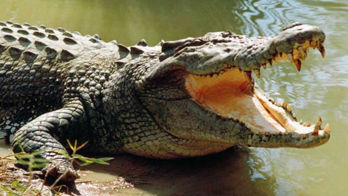 crocodile attack