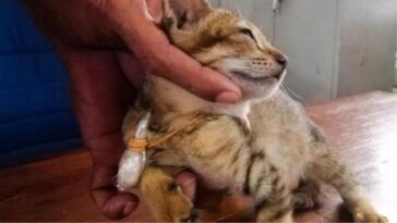 Smuggler cat