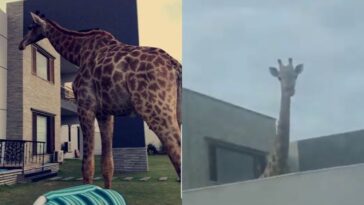Giraffe DHA