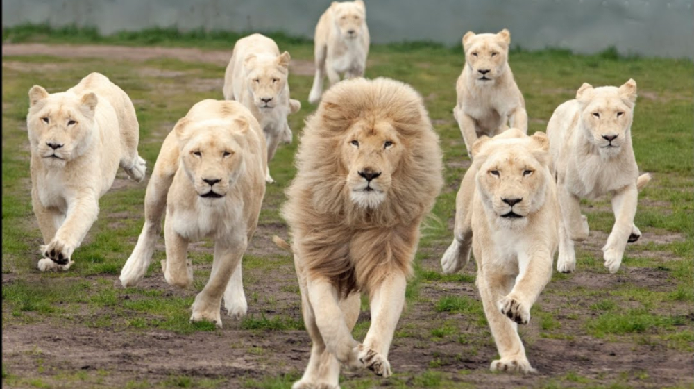 5 Lions Escape And Terrorize The Streets Of Karachi [Video] - Lens