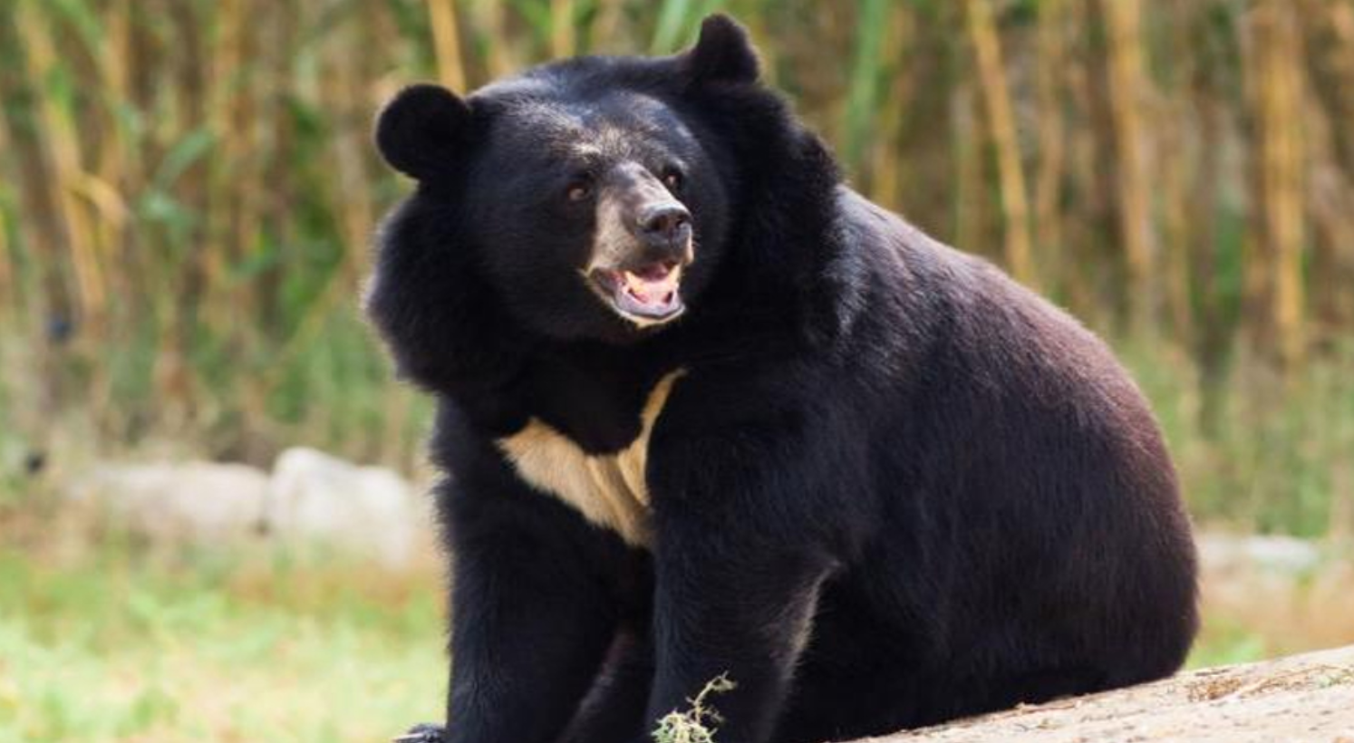 Here's How the Viral Tiktok Black Bear Got Rescued from Punjab [Video ...