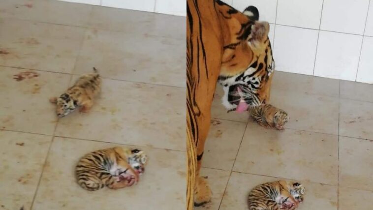 Tigress at Peshawar Zoo Gives Birth to 2 Beautiful Cubs [Pictures] - Lens