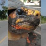 tortoise-crossing-road