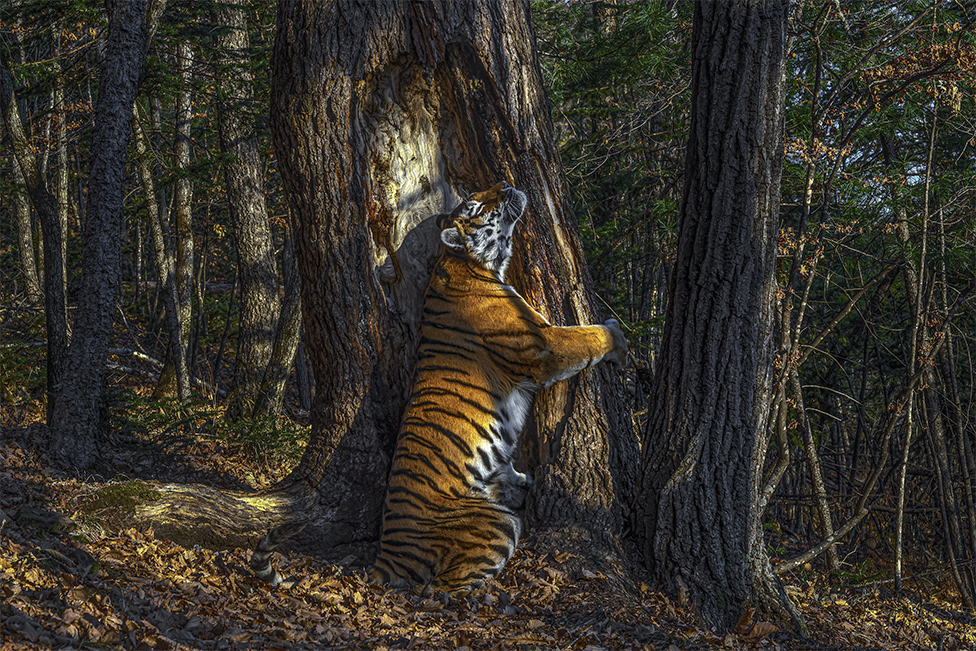 tiger-tree-sergey