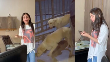 yashma-gill-stray-dogs