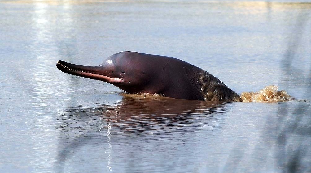 Indus-River-Dolphin