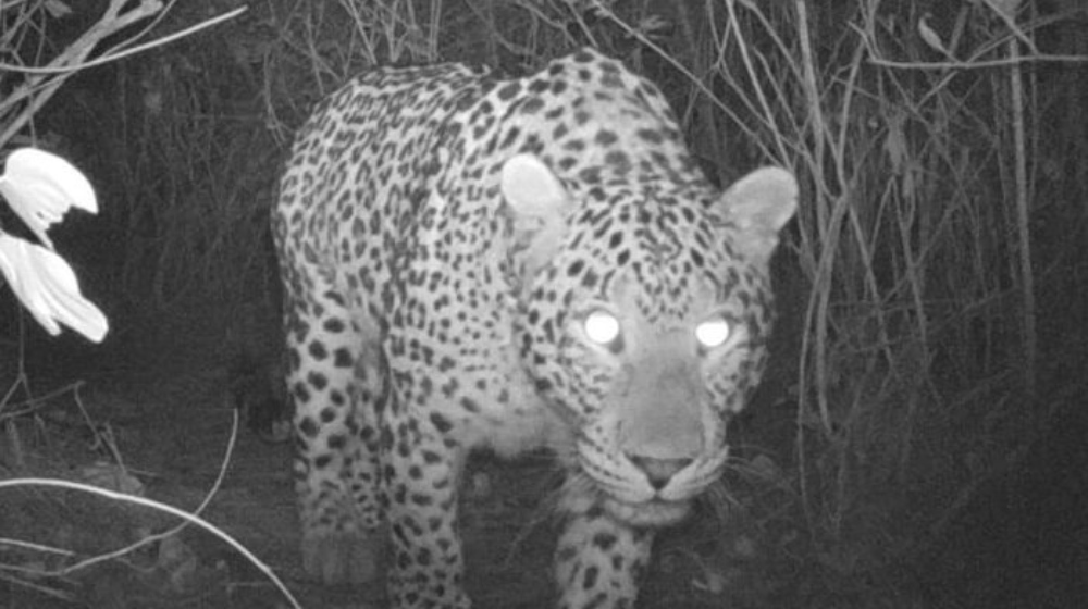 No Hiking After Dark: 5 Leopards Spotted in Margalla Hills [Pictures ...