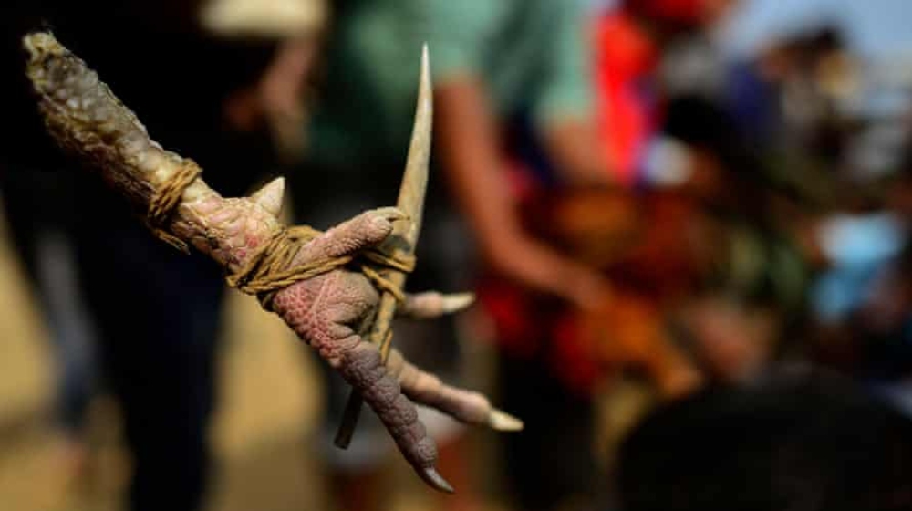 man killed in cockfight
