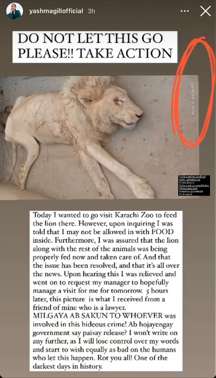 Karachi Zoo lion