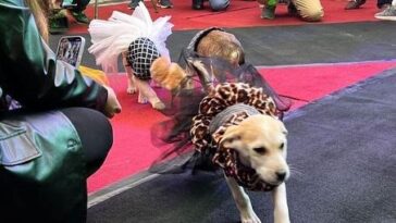 JFK Rescue and Shelter Organizes 4-Legged Fashion Show - Lens