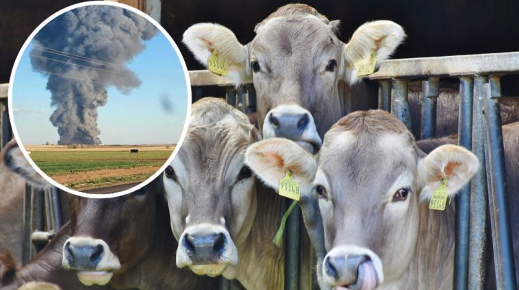 Horrific Dairy Farm Explosion In Texas Kills More Than 18,000 Cows - Lens