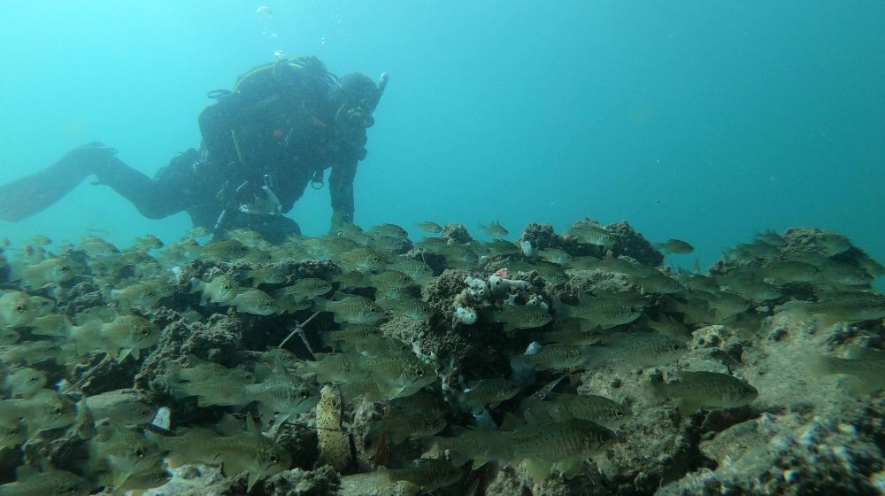 oyster reefs kidneys of the sea