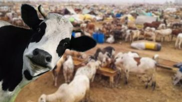 ijtimai qurbani cow pooling