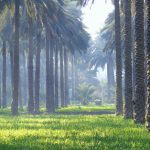 Sukkur Forest