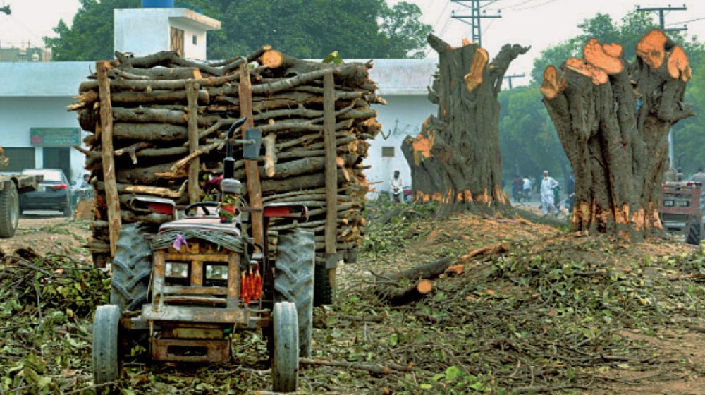 tree cutting Lahore
