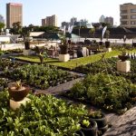 LDA Makes Rooftop Gardening Mandatory for Commercial and Other Buildings