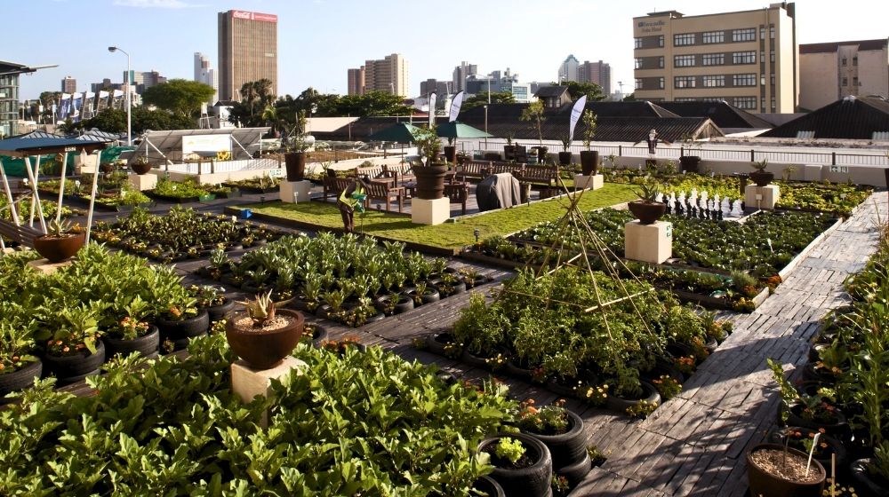 LDA Makes Rooftop Gardening Mandatory for Commercial and Other Buildings