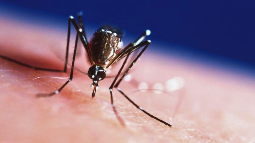 dengue properties sealed