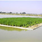 Floating Wetlands Project