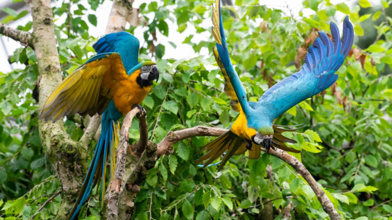 Image showcasing Islamabad Set to Become Home to World's Largest Bird Aviary - ProProperty