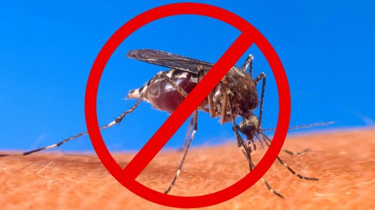 Cheap Gadgets to Save You from Mosquito Bites