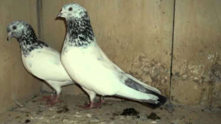 Indian CID Overreacts in Occupied Kashmir, Seizes 153 Pigeons Suspected as Pakistani Spies