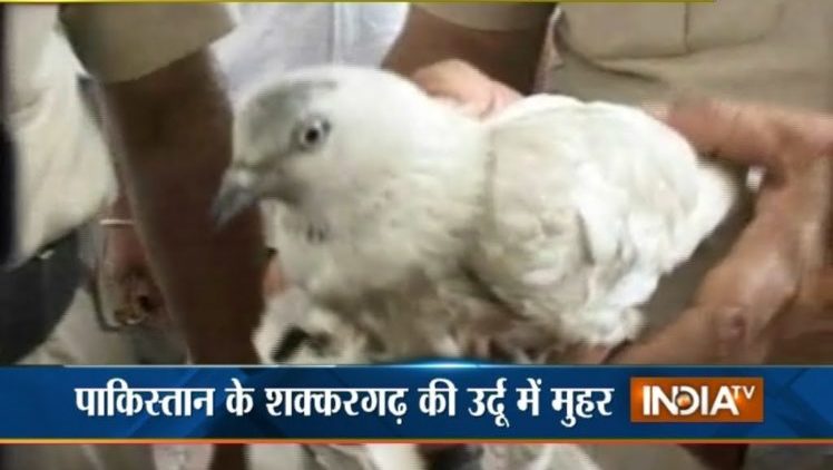 This Pigeon is the Biggest Threat to PM Modi: Indian Media