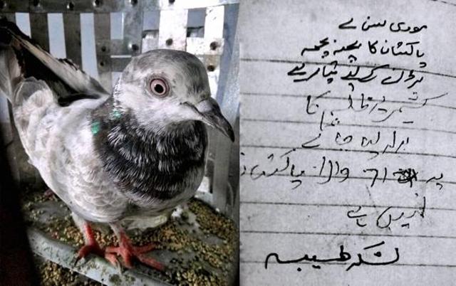 captured-pigeon-in-india