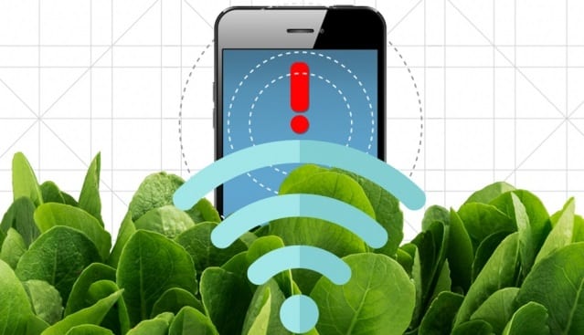 Scientists Have Found a Way to Use Spinach to Detect Bombs, Explosives
