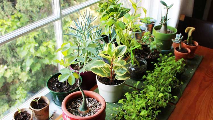 NASA Reveals List of Plants That Can Help Clean The Air in Your Homes