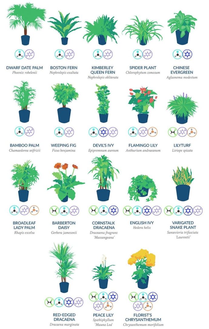 best-air-filtering-houseplants-nasa-crop-2