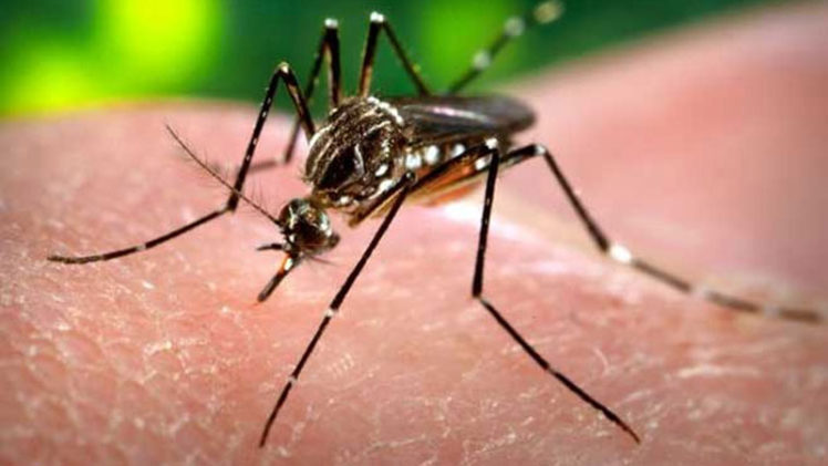 WHO to Investigate Chikungunya Outbreak in Karachi
