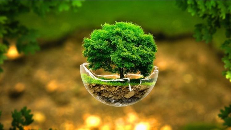 100 Million Trees To Be Planted Under Green Pakistan Program