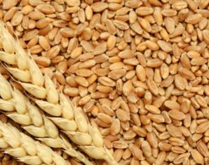 wheat